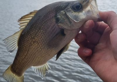 Estuary perch