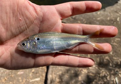 Threadfin shad