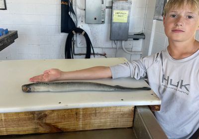 Sea lamprey