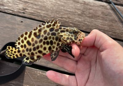 Honeycomb grouper