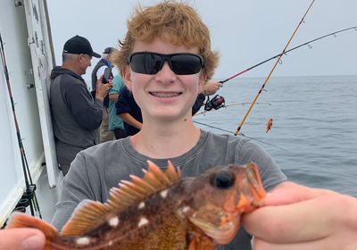 Starry rockfish