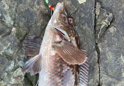 Ballan wrasse