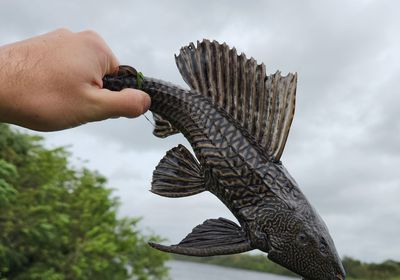 Vermiculated sailfin catfish