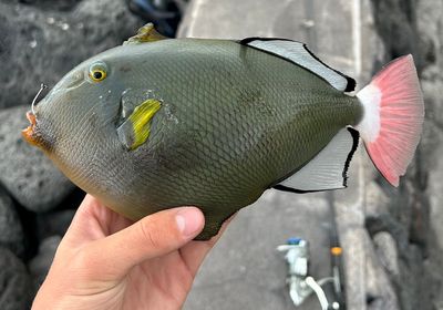 Pinktail triggerfish