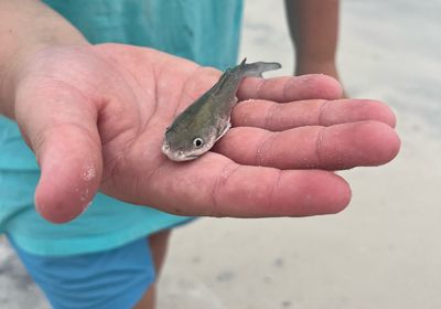 Hardhead sea catfish