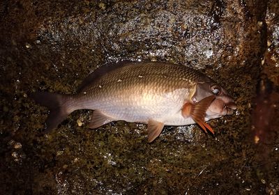 Two-tone fingerfin