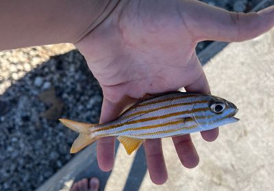 Smallmouth grunt