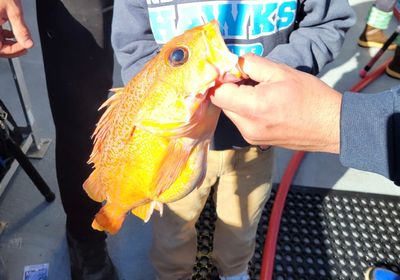 Yelloweye rockfish