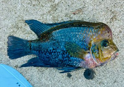 Redhead cichlid