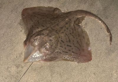 Clearnose skate