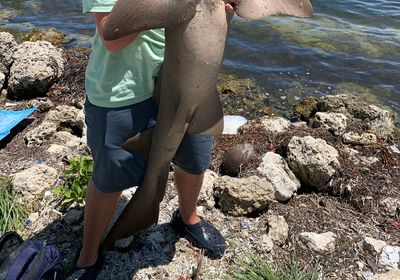 Nurse shark