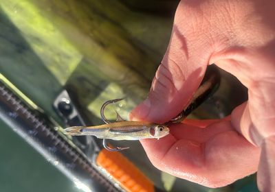 Spottail shiner