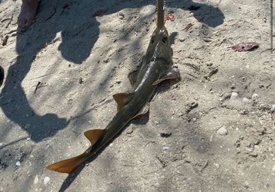 Smalltooth sawfish