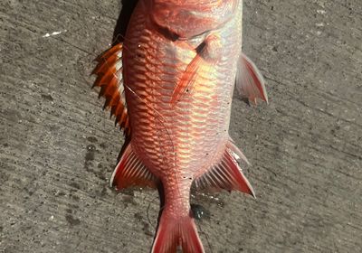 Brick soldierfish