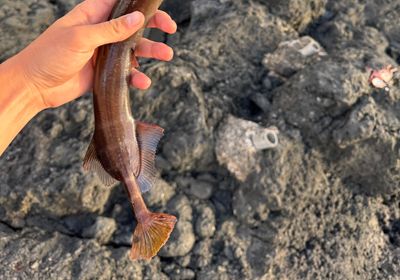 Chinese trumpetfish