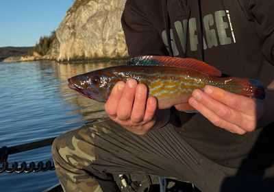 Cuckoo wrasse