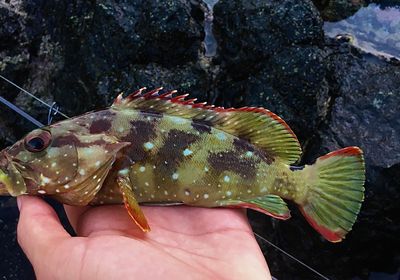 Starry grouper