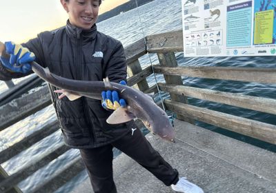 Pacific spiny dogfish