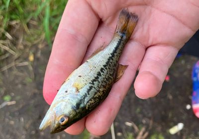 Umpqua pikeminnow