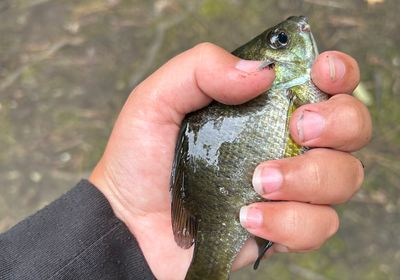 Northern sunfish