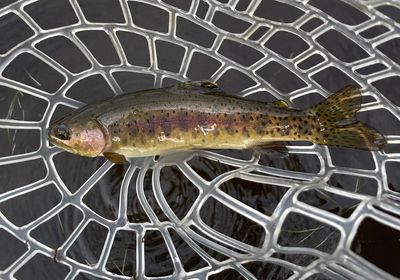 Columbia river redband trout