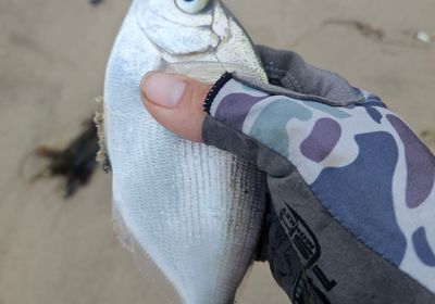 Silver surfperch