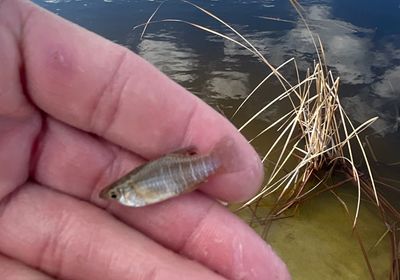 Diamond mullet