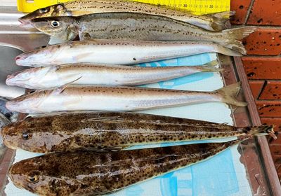 King George whiting
