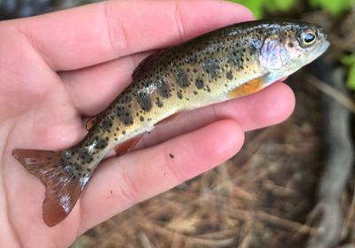 McCloud river redband trout