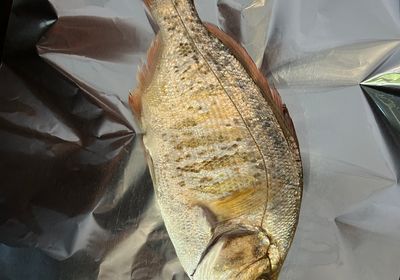 Calico surfperch