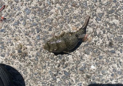 Silver-cheeked toadfish