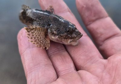 Mottled sculpin