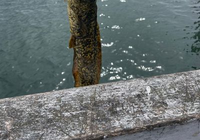 Giant mottled eel