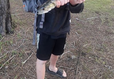 Hawaiian ladyfish