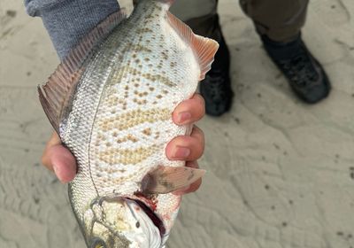 Redtail surfperch