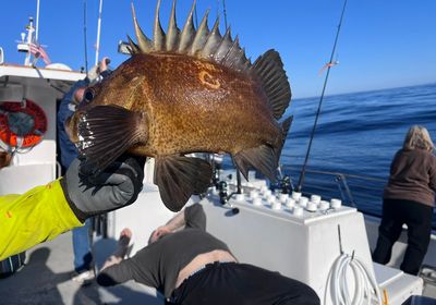 Quillback rockfish