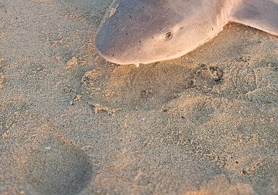 Leopard shark