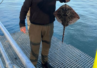 Thornback ray