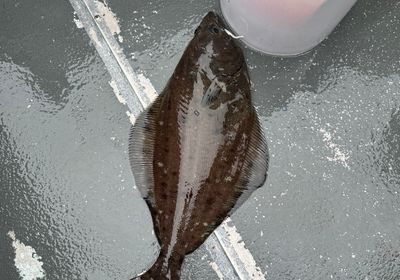 Arrowtooth flounder