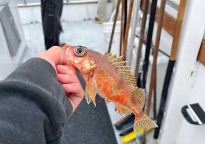 Redstripe rockfish