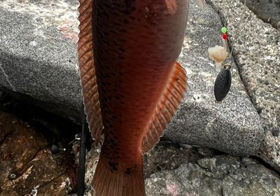 Rock wrasse