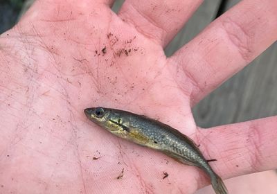 Brook stickleback