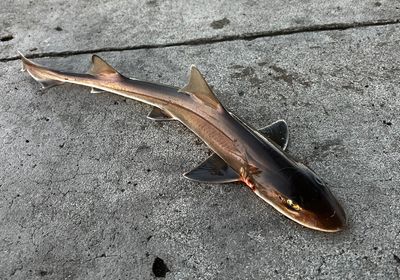 Brown smooth-hound