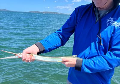 Flat needlefish