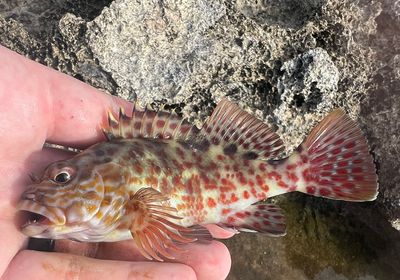 Stocky hawkfish