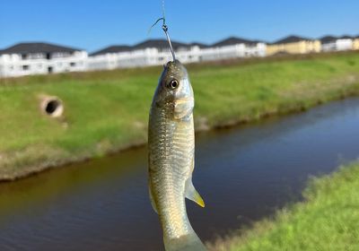 Gulf killifish