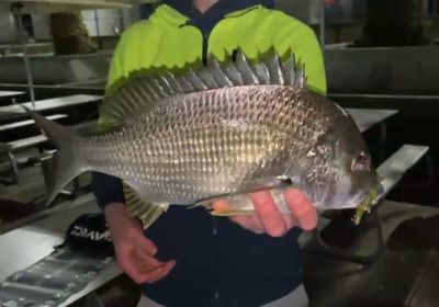 Southern black bream