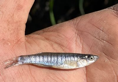 Banded killifish