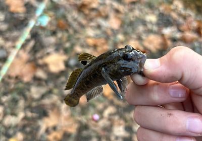 Common goby