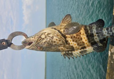 Orange-spotted grouper